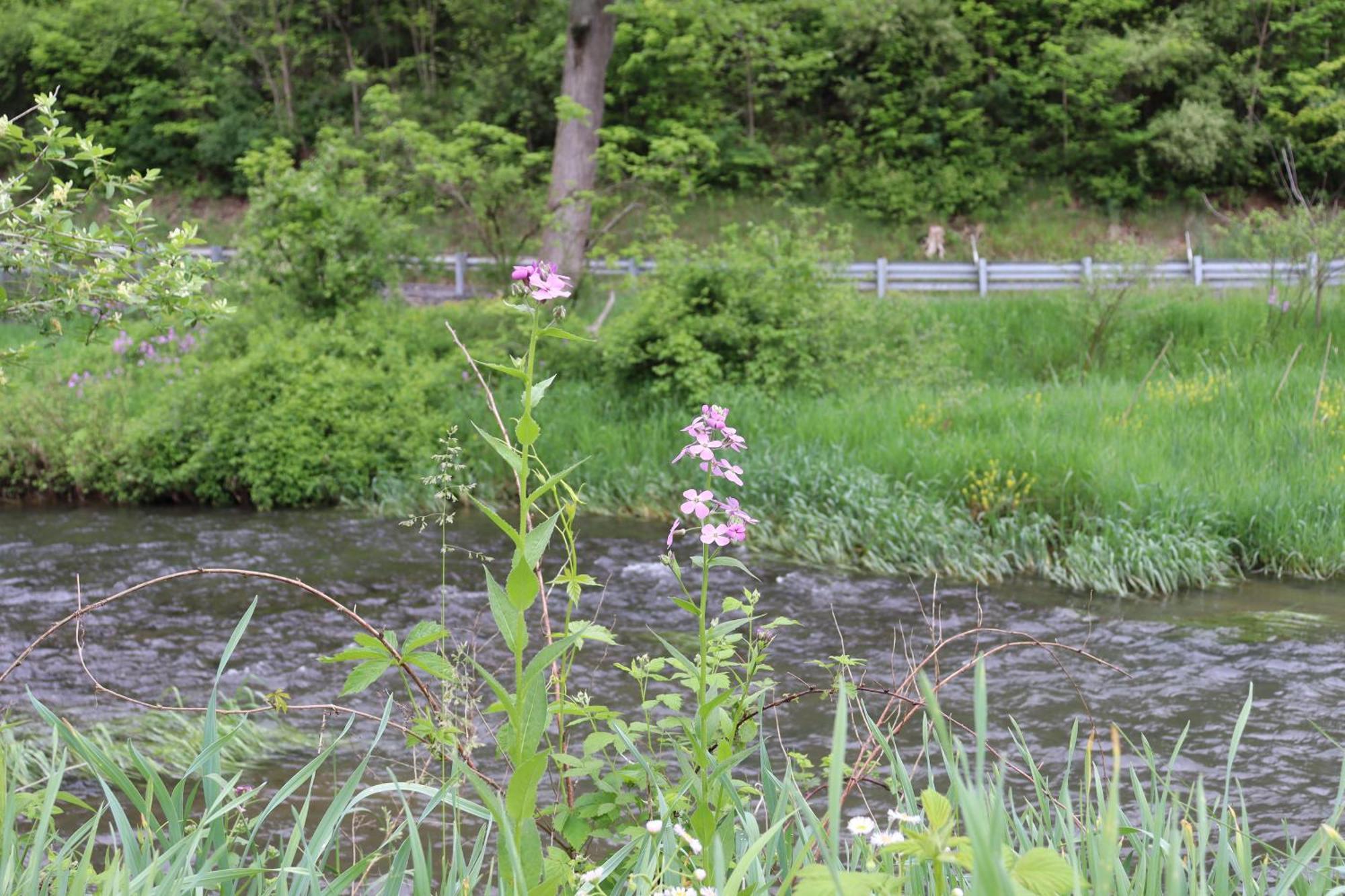 Penn's Creek Symphony Holiday home Spring Mills